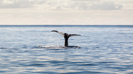 Tail of a whale going under near the Azores