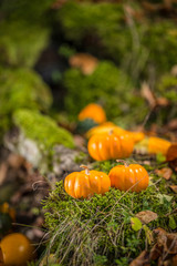Ornamental pumpkins