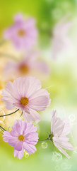 Beautiful flowers on abstract  spring nature background