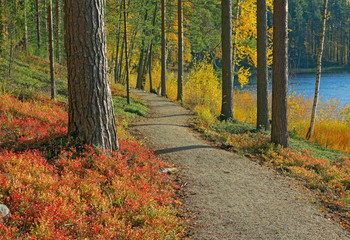 path in the finnish taiga