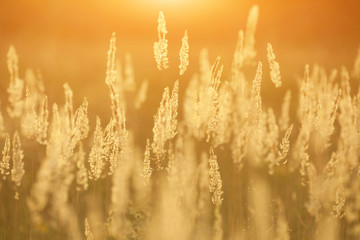 golden  grass on a background sunset © Roman Bodnarchuk