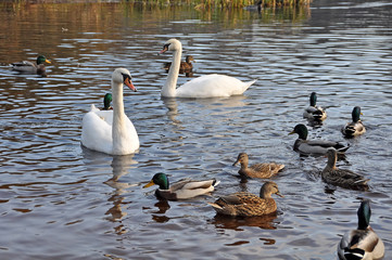 swans and ducks in the lake
