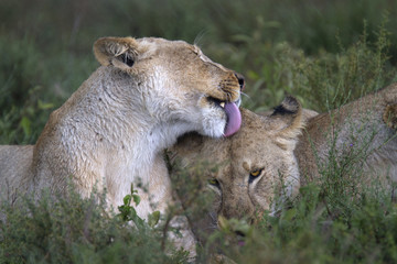 Portrait of wild lion in its natural savanna habitat