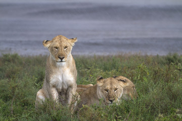 Portrait of wild lion in its natural savanna habitat