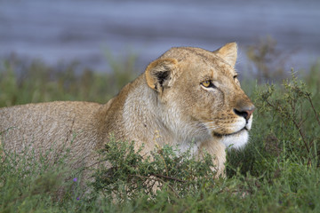 Portrait of wild lion in its natural savanna habitat