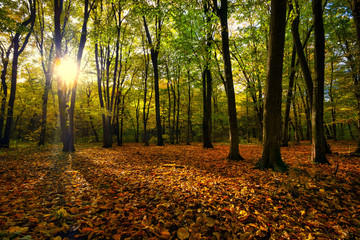 Naklejka premium Beautiful autumn forest landscape
