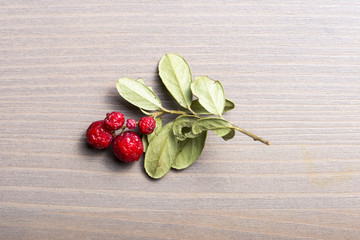 Twig of the cowberry