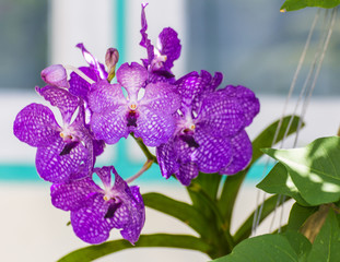 Naklejka na ściany i meble purple vanda orchid, flower