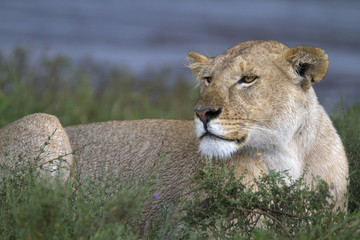 Portrait of wild lion in its natural savanna habitat