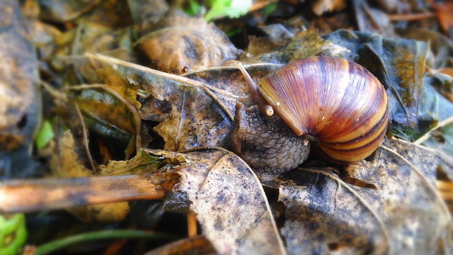 Time lapse of snail on brown leaves in the tropical wild , Eastern of Thailand 