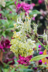 Crested Celosia, Cockscomb