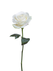 single white rose  isolated  background