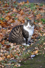 cat sitting in the leaves