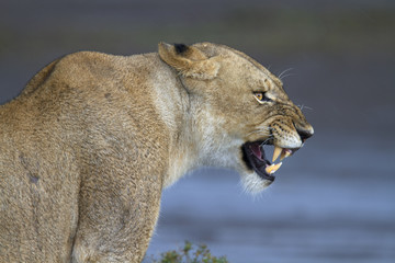 Portrait of wild lion growling in its natural savanna habitat