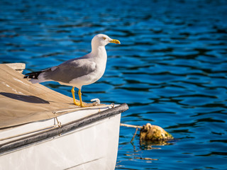 Möwe