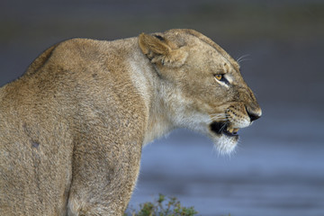 Portrait of wild lion growling in its natural savanna habitat