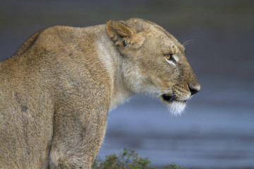 Fototapeta na wymiar Portrait of wild lion growling in its natural savanna habitat