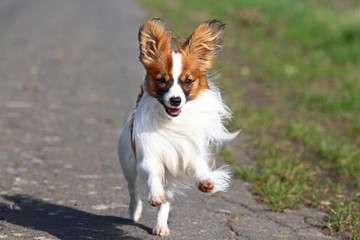 Papillon beim Spaziergang