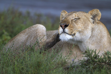 Portrait of wild lion in its natural savanna habitat