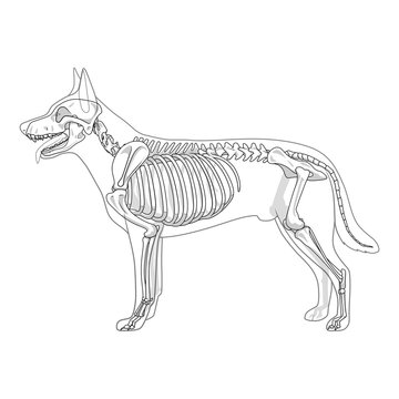 Dog skeleton veterinary vector illustration