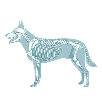 Dog skeleton veterinary vector illustration