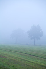 Fototapeta na wymiar tree on pasture in dense fog