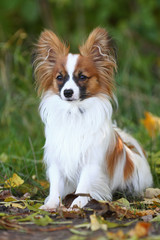 Papillon Hund