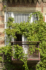 Fototapeta na wymiar Twining vines on the balcony