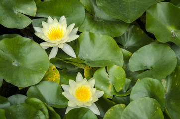 Water lily