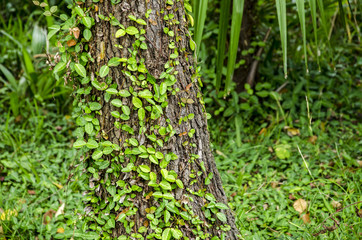 Plant covered tree trunk