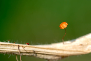 Little orange mushroom on dry grass