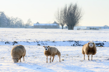 Naklejka premium Sheeps in a winter landscape
