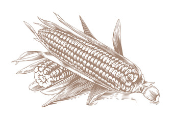 Two fresh corn-cobs