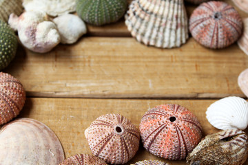 Variety of colorful sea urchins and shells with copy space for your text in the middle