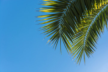 The leaves of the palm tree against the blue sky.
