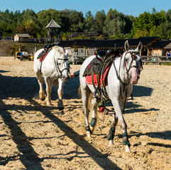 Two white horses before racing. Two white horse is before racing on the stadium.