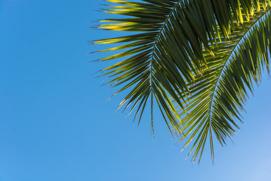 The leaves of the palm tree against the blue sky.