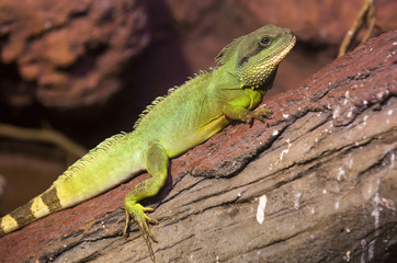 live wild reptiles lizards shot close-up in nature