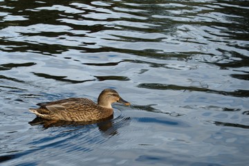 Duck in the lake water