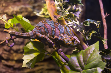 live wild reptiles lizards shot close-up in nature