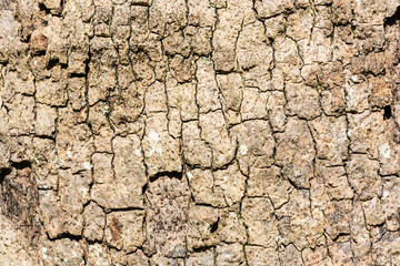 The texture of the tree trunk.