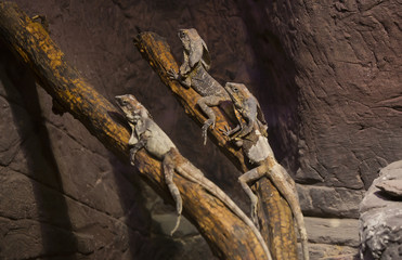 live wild reptiles lizards shot close-up in nature