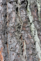 The texture of the tree trunk.