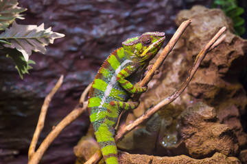 live wild reptiles lizards shot close-up in nature