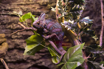 live wild reptiles lizards shot close-up in nature