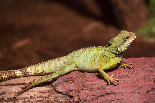 live wild reptiles lizards shot close-up in nature