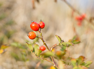Red wild briers (color toned image)
