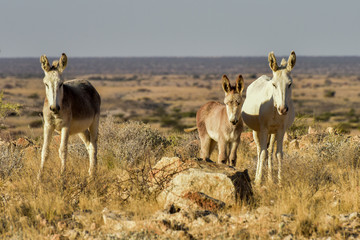 Donkeys in Namibia