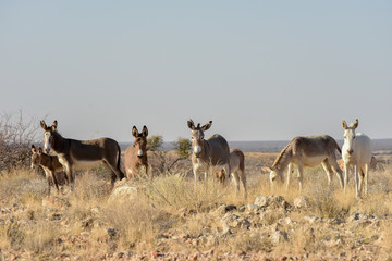 Naklejka na ściany i meble Donkeys in Namibia