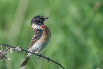 Male Europian stonechat